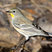 Yellow-rumped Warbler